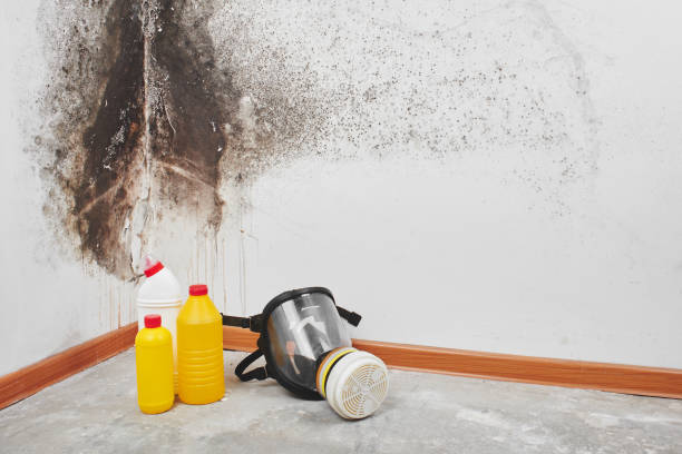Best DIY Mold Remediation Support Services in Center Point, NM