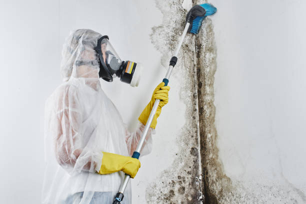 Best Attic Mold Remediation in Center Point, NM