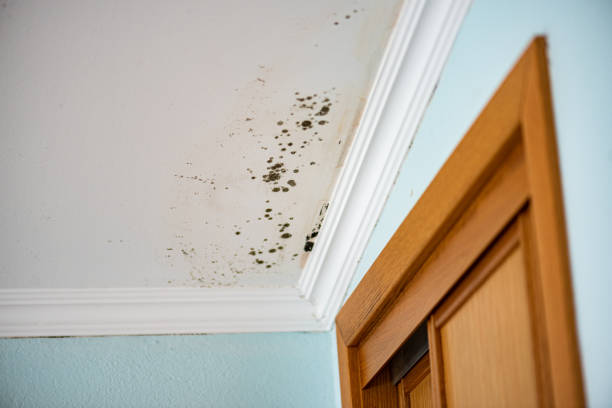 Best Kitchen Mold Remediation in Center Point, NM