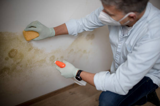 Best Health and Safety Mold Remediation in Center Point, NM
