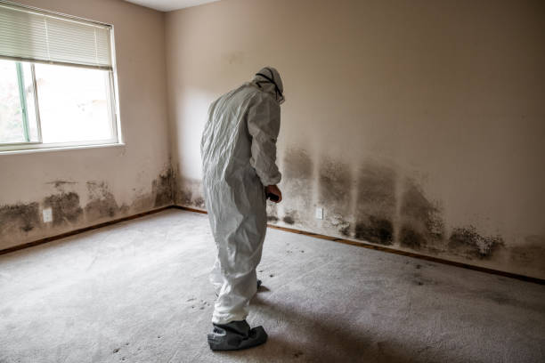 Best Mold Remediation for Schools in Center Point, NM