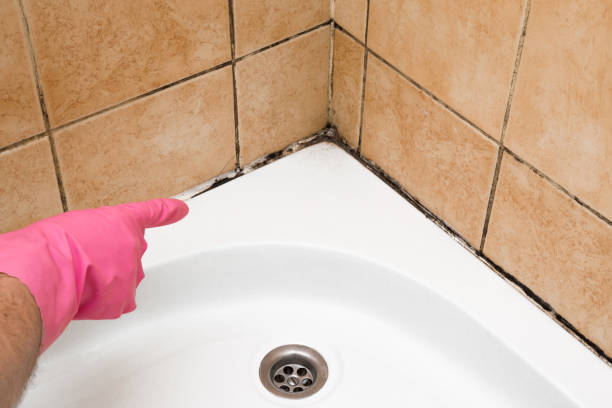 Best White Mold Remediation in Center Point, NM